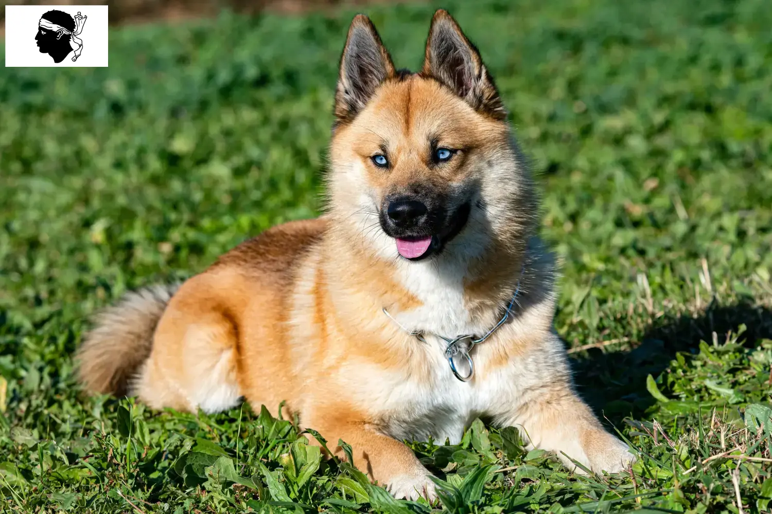 Read more about the article Pomsky breeders and puppies in Corsica