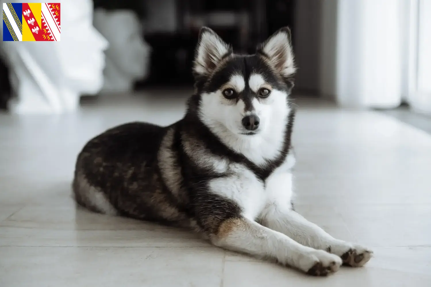 Read more about the article Pomsky breeders and puppies in Grand Est