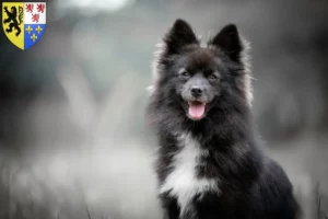 Read more about the article Pomsky breeders and puppies in Hauts-de-France