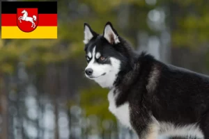 Read more about the article Pomsky breeders and puppies in Lower Saxony