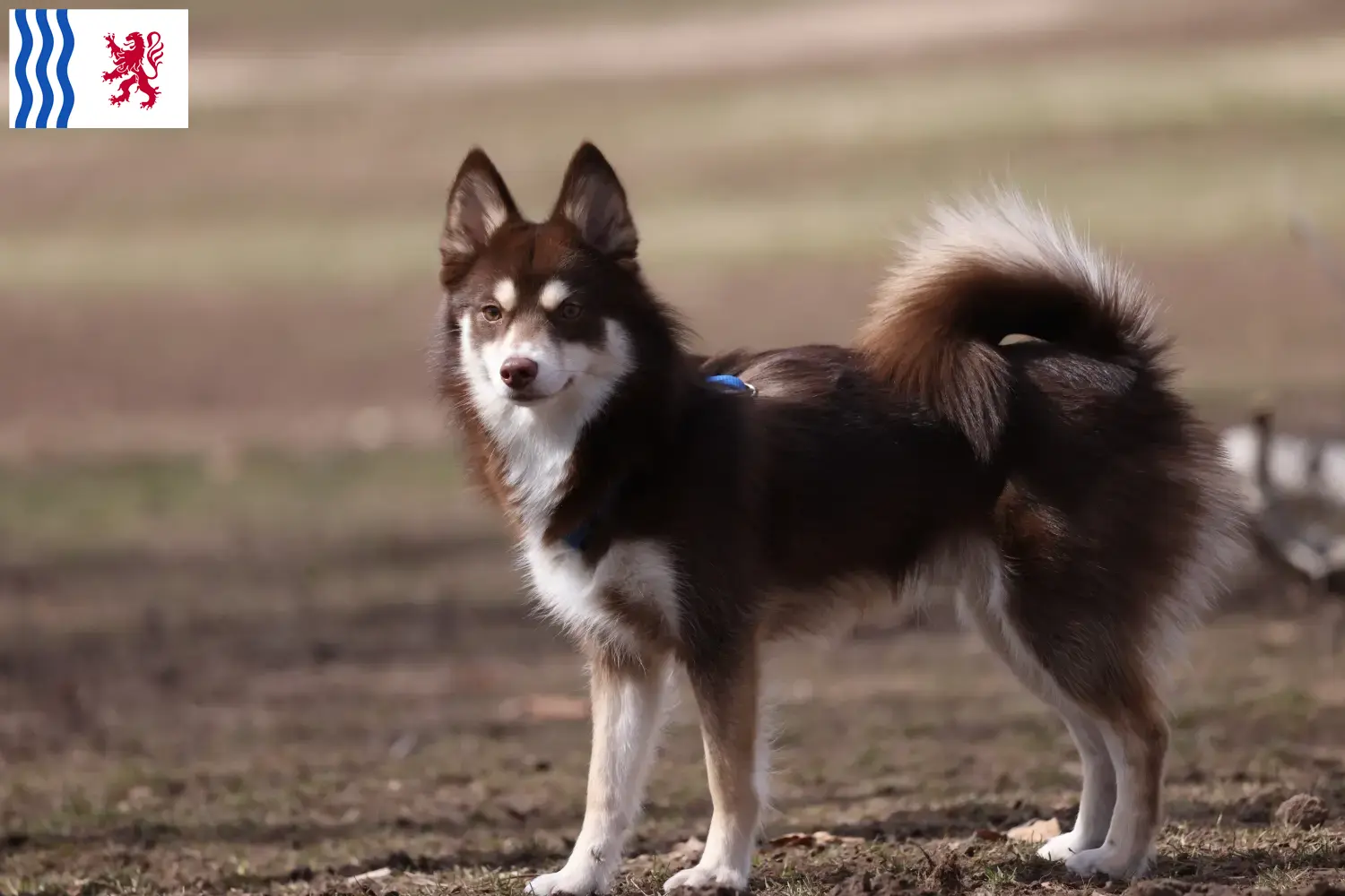 Read more about the article Pomsky breeders and puppies in Nouvelle-Aquitaine