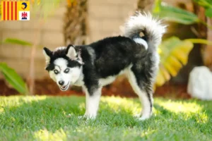 Read more about the article Pomsky breeders and puppies in Provence-Alpes-Côte d’Azur