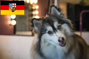 Read more about the article Pomsky breeders and puppies in Saarland