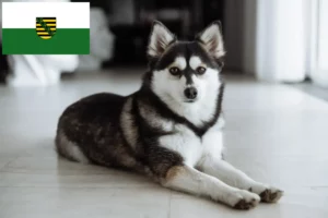 Read more about the article Pomsky breeders and puppies in Saxony