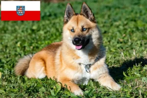 Read more about the article Pomsky breeders and puppies in Thuringia